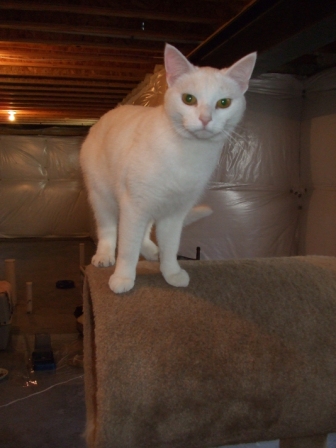 Sylvia in the basement