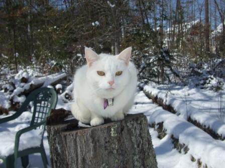 Sylvia on stump